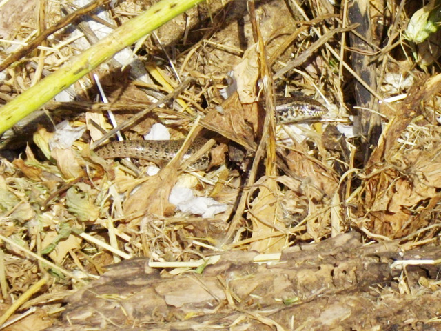 Gongilo (Chalcides ocellatus)