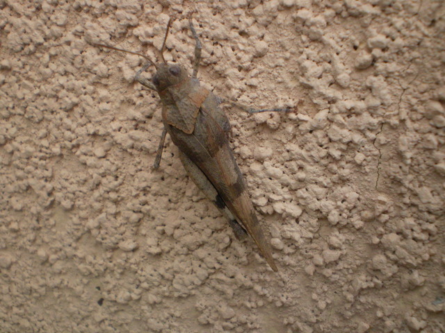 Grillo da identificare: Oedipoda sp.