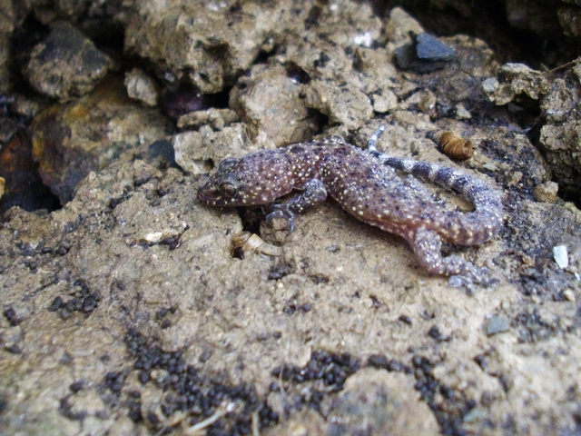 Hemidactylus turcicus...anche all''Elba si  risvegliato!!