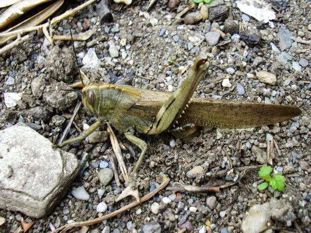 Grillone in deposizione - Anacridium aegyptium