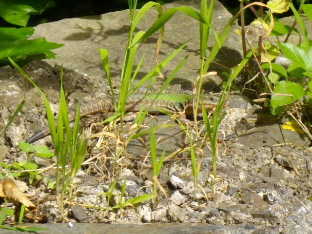 Lucertola campestre (Podarcis sicula)