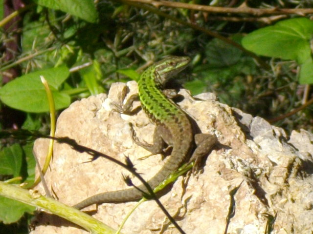 Lucertola campestre (Podarcis sicula)