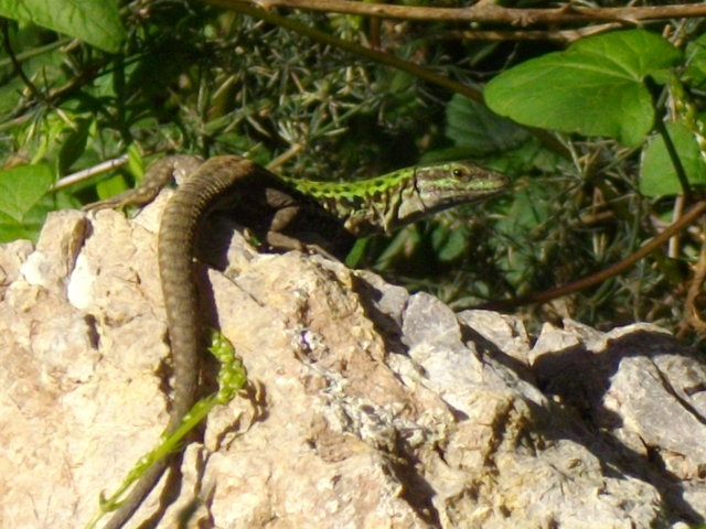 Lucertola campestre (Podarcis sicula)