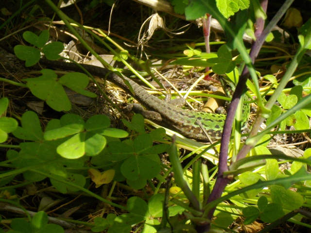 Lucertola campestre (Podarcis sicula)