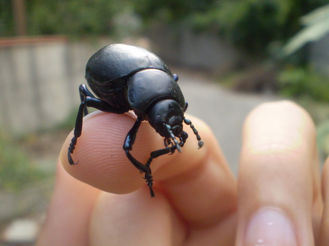 Scarabeo? - No, Chrysomelidae: Timarcha pimelioides