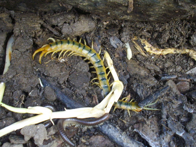 scolopendra