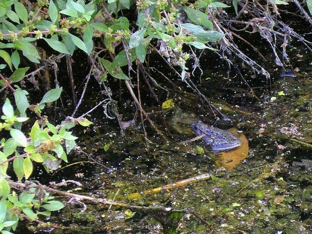 Discoglosso dipinto (Discoglossus pictus)