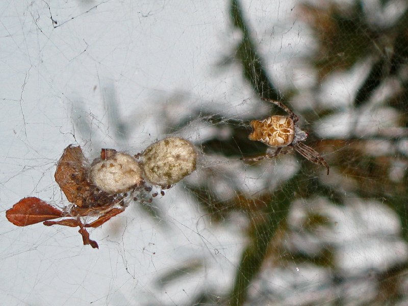 Cyrtophora citricola