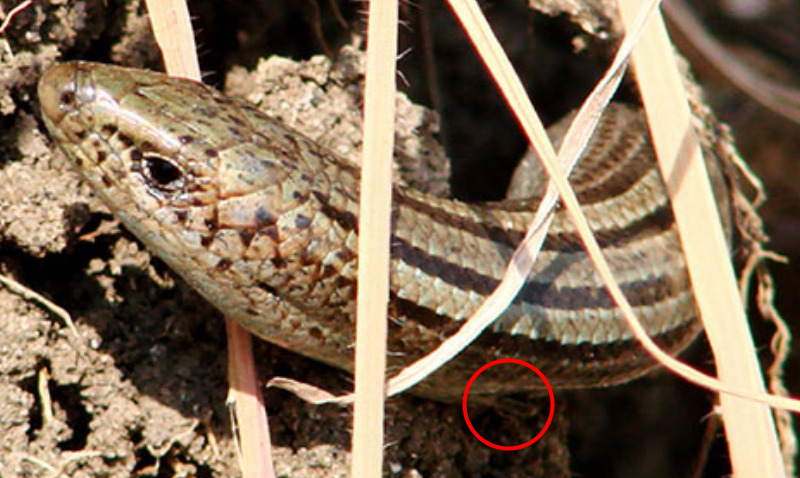 Aiuto per identificazione lucertola apoda - luscengola