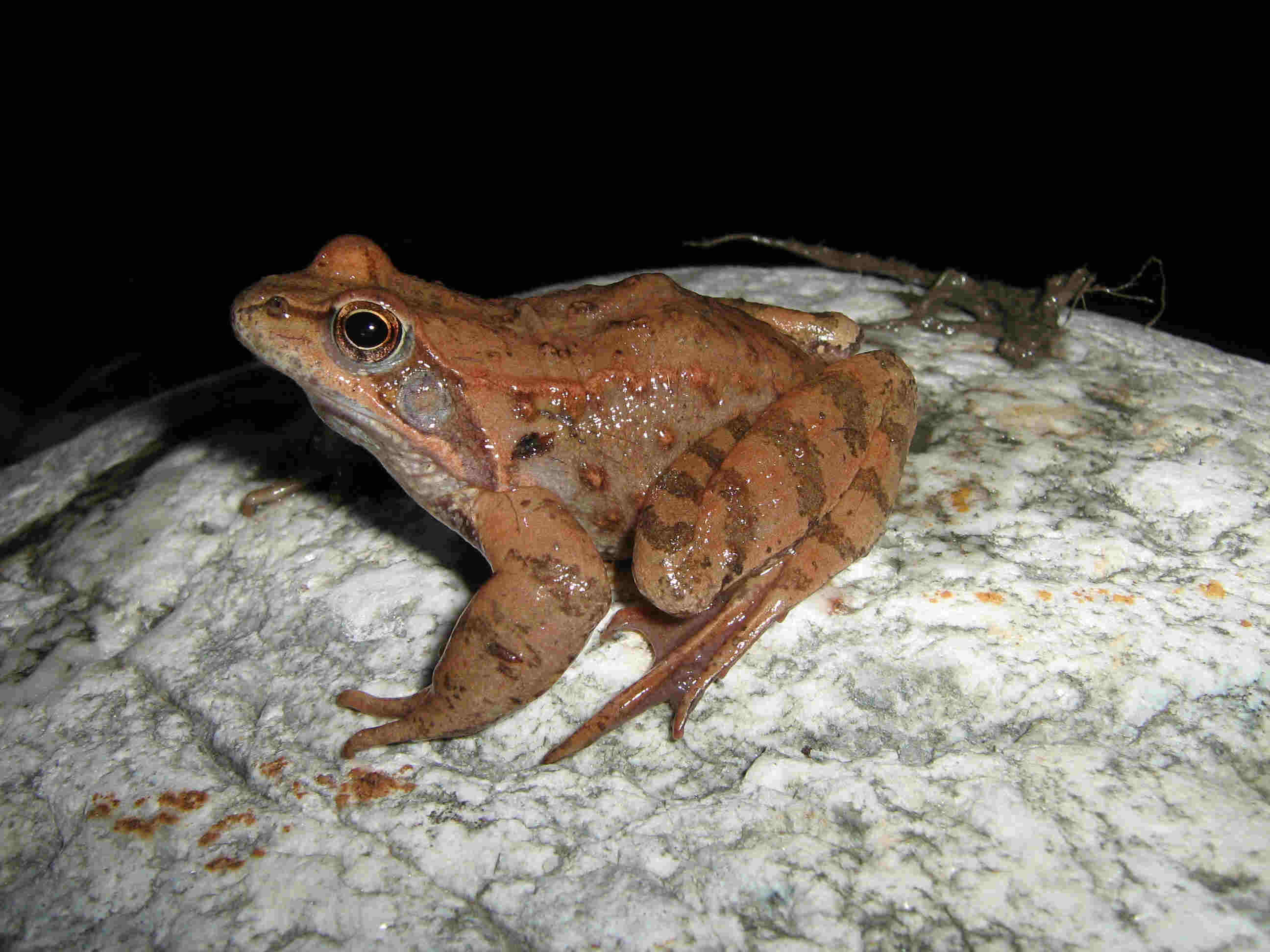 Rana temporaria... con le zampe lunghe