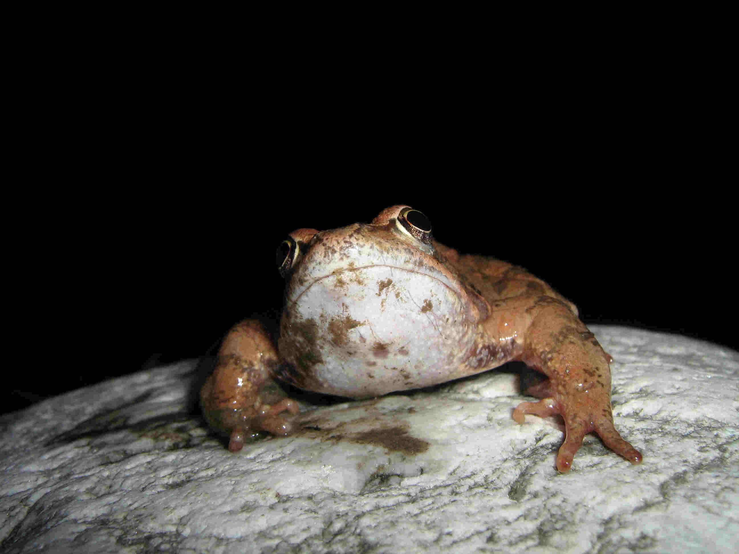 Rana temporaria... con le zampe lunghe