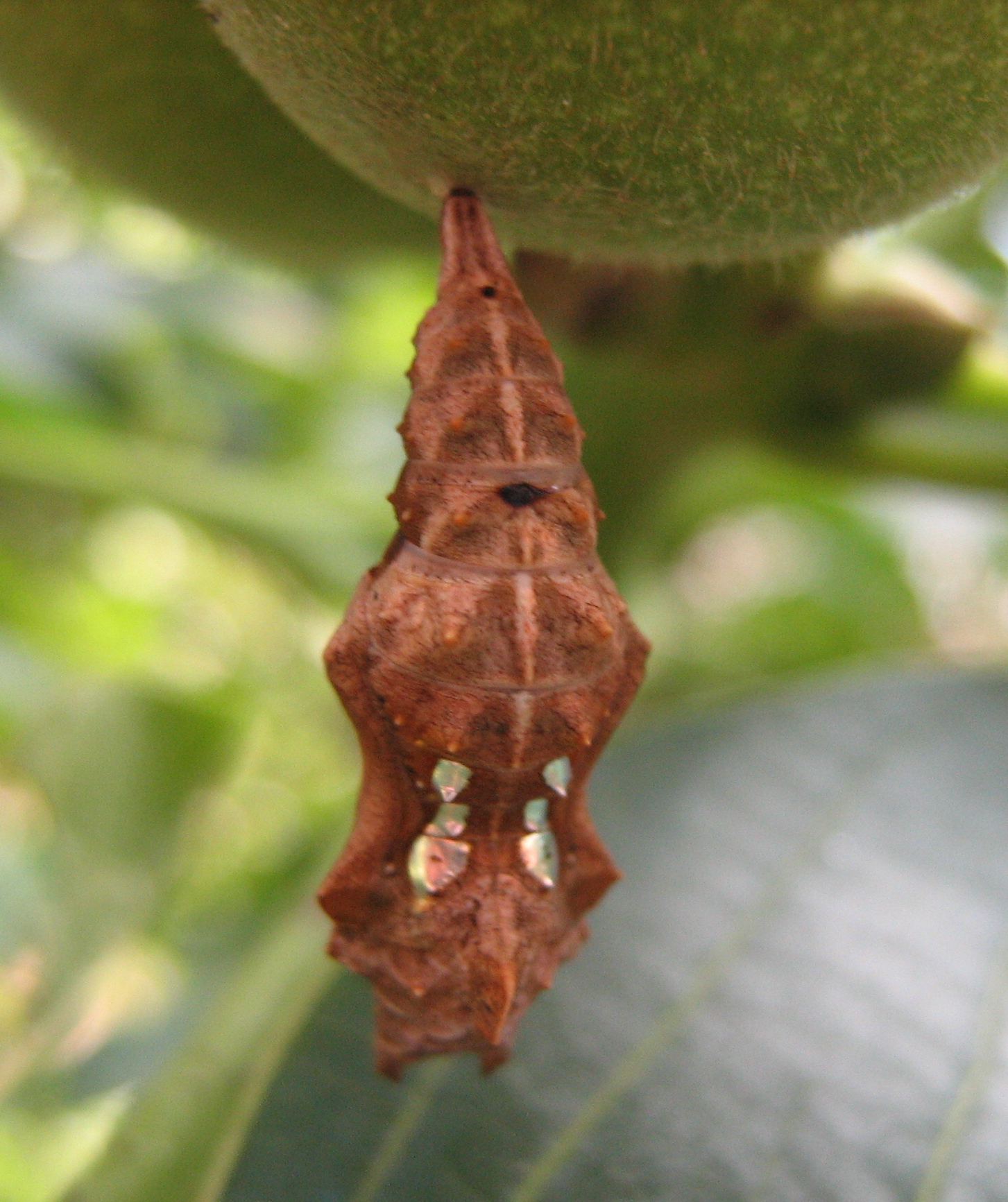 Crisalide - Polygonia c-album