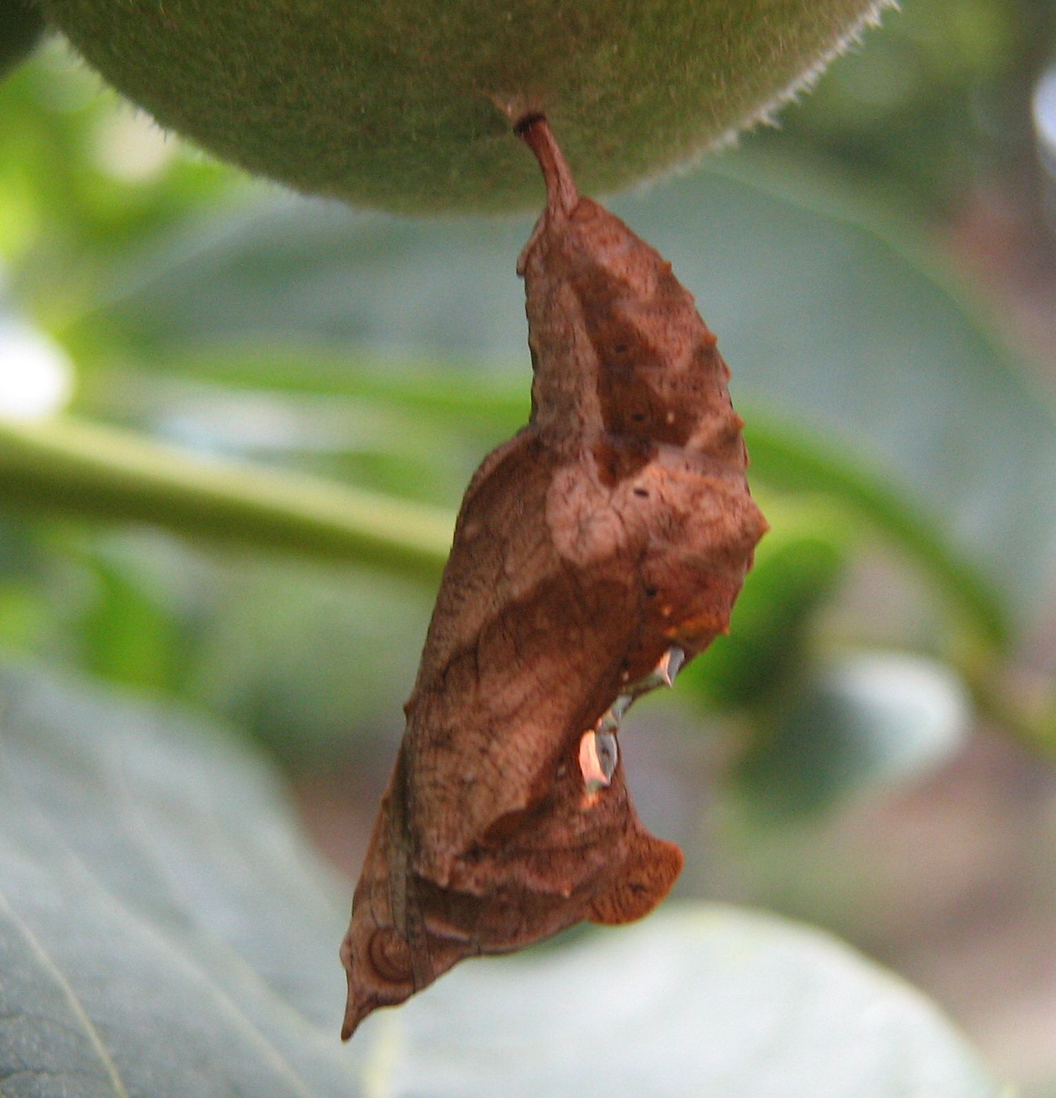 Crisalide - Polygonia c-album