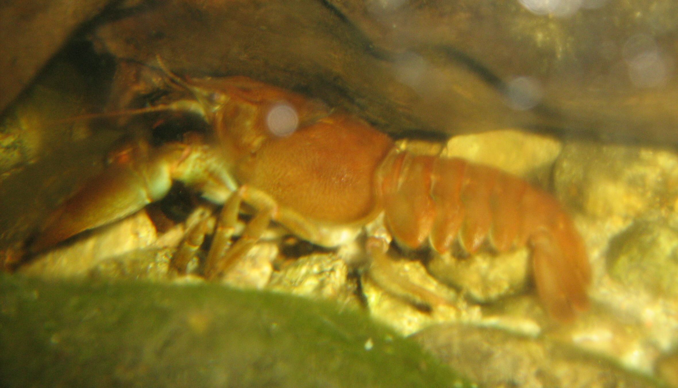 Gambero di fiume Austropotamobius pallipes