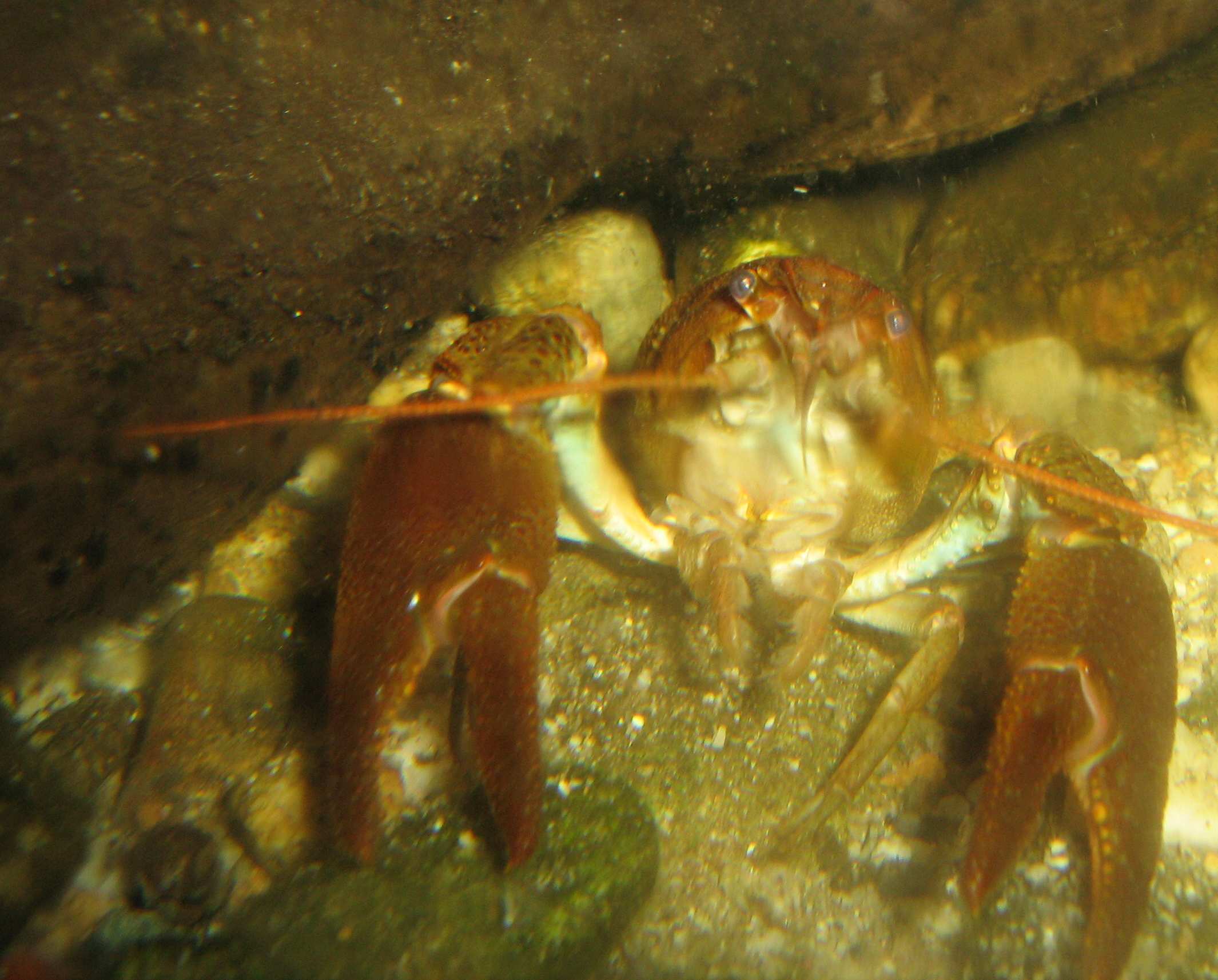 Gambero di fiume Austropotamobius pallipes