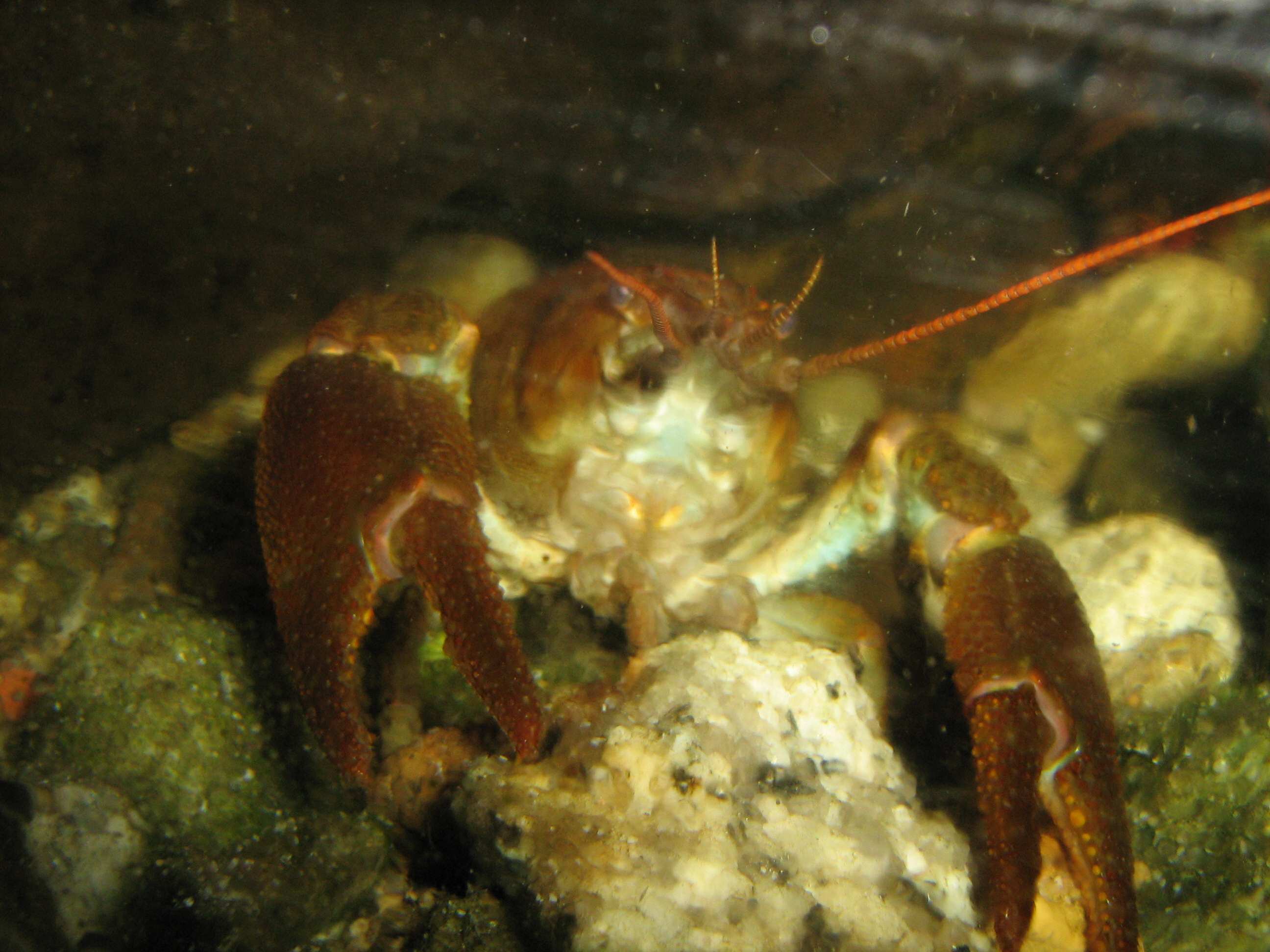 Gambero di fiume Austropotamobius pallipes