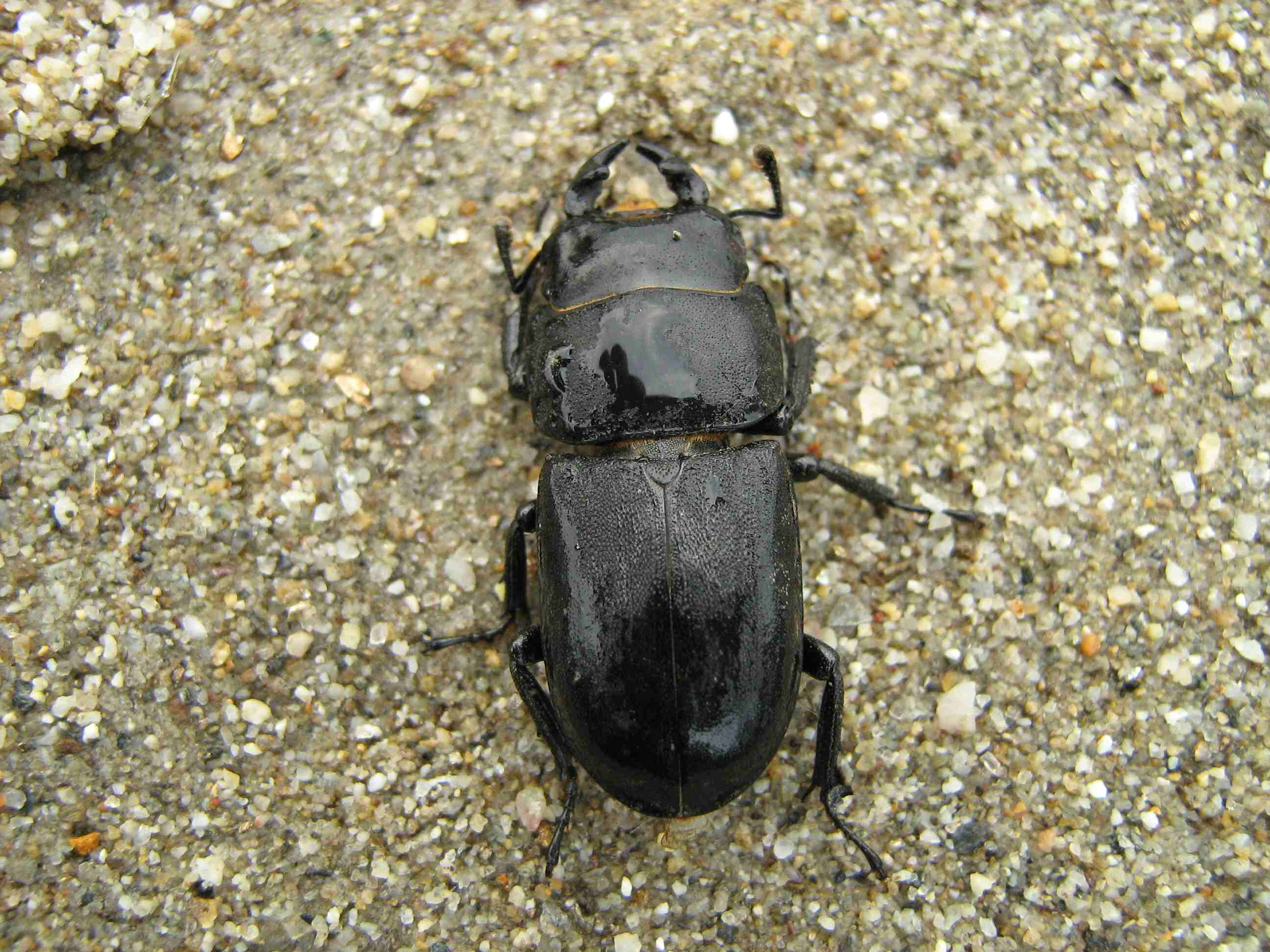 Dorcus parallelopipedus