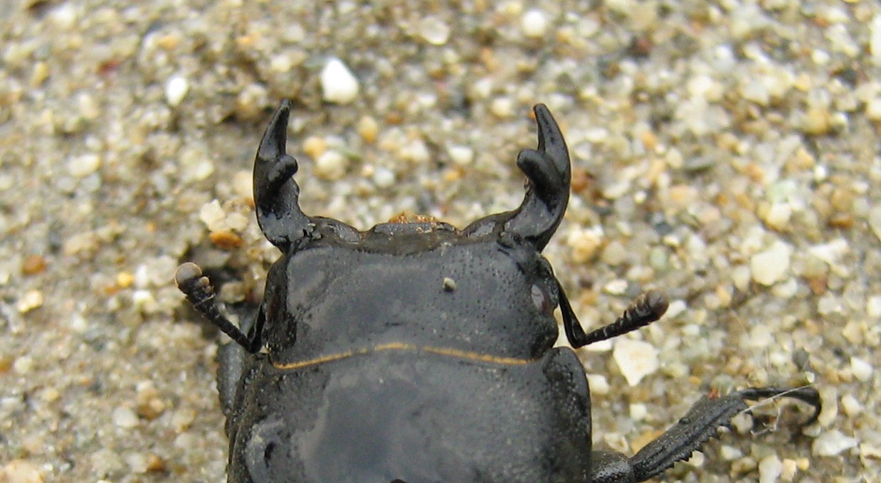 Dorcus parallelopipedus