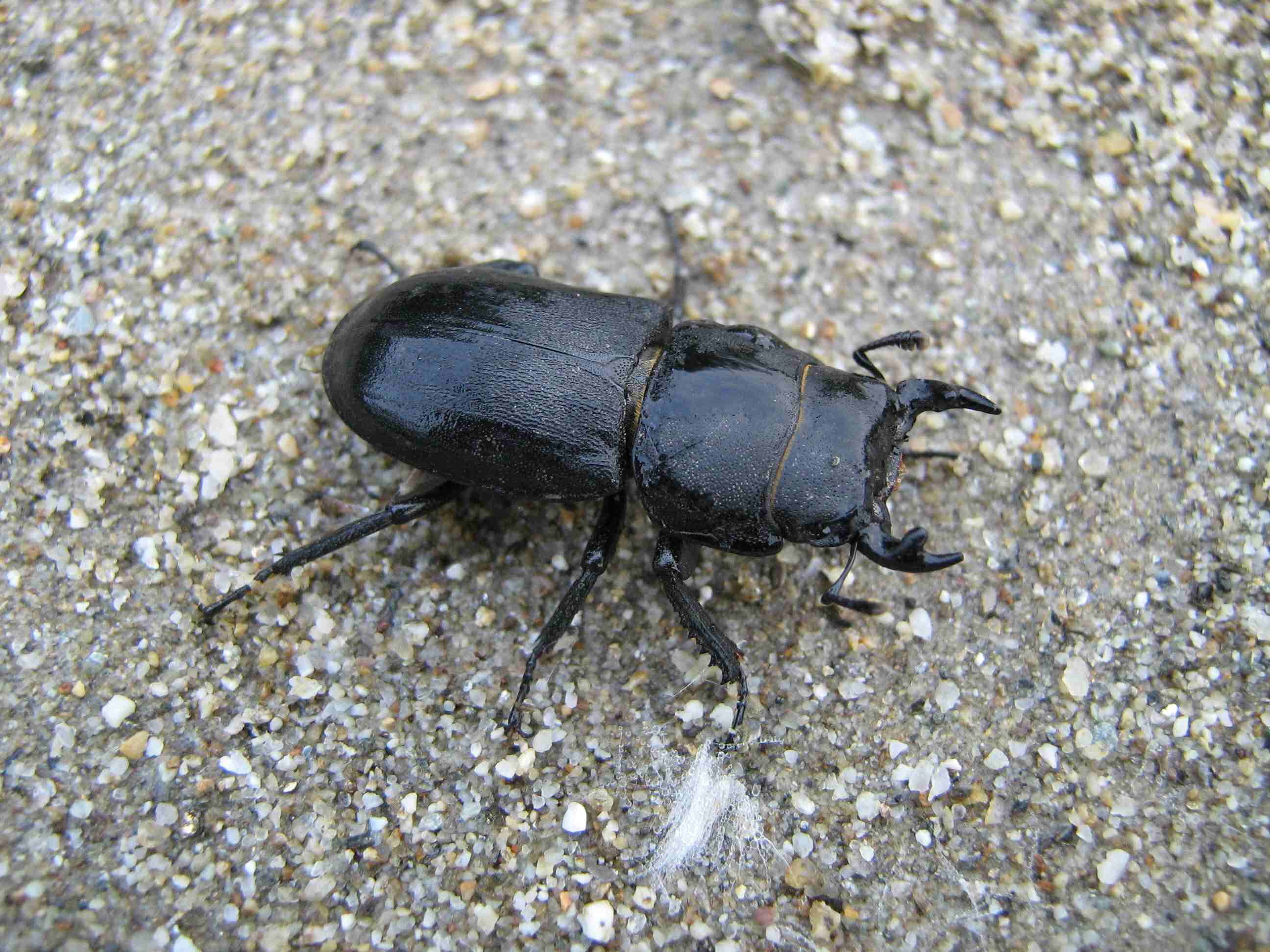 Dorcus parallelopipedus