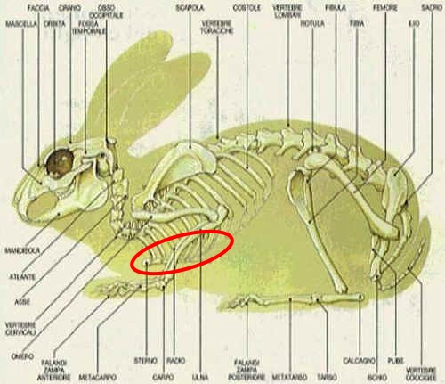 Carcassa da identificare. Probabile Lagomorfo.