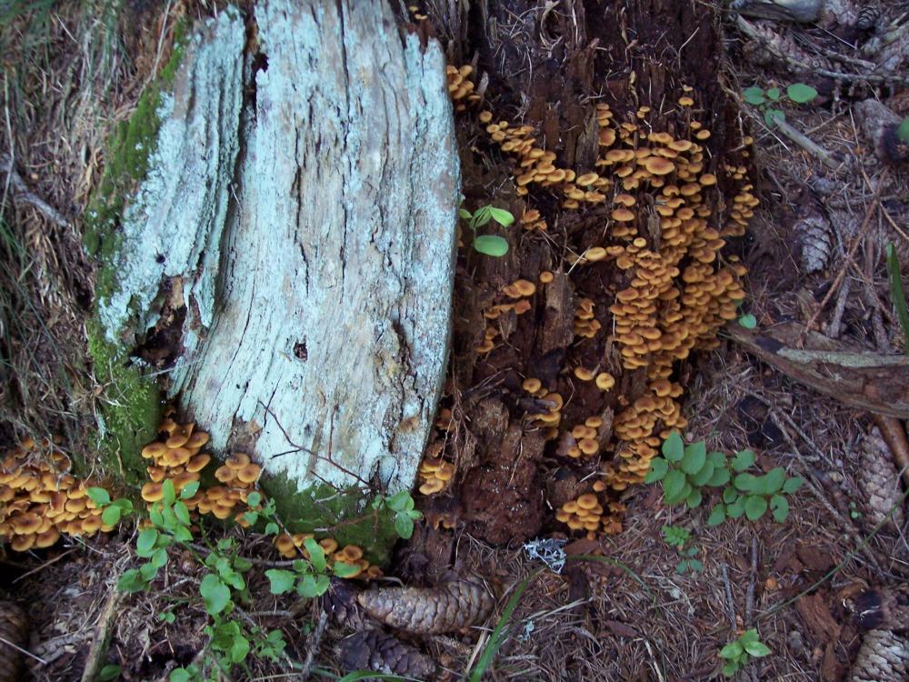 Inocybe ?