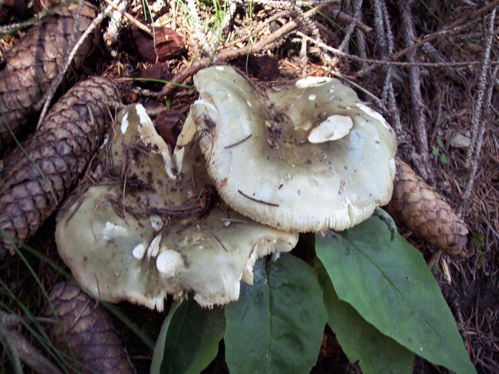 Ieri finalmente i primi porcini