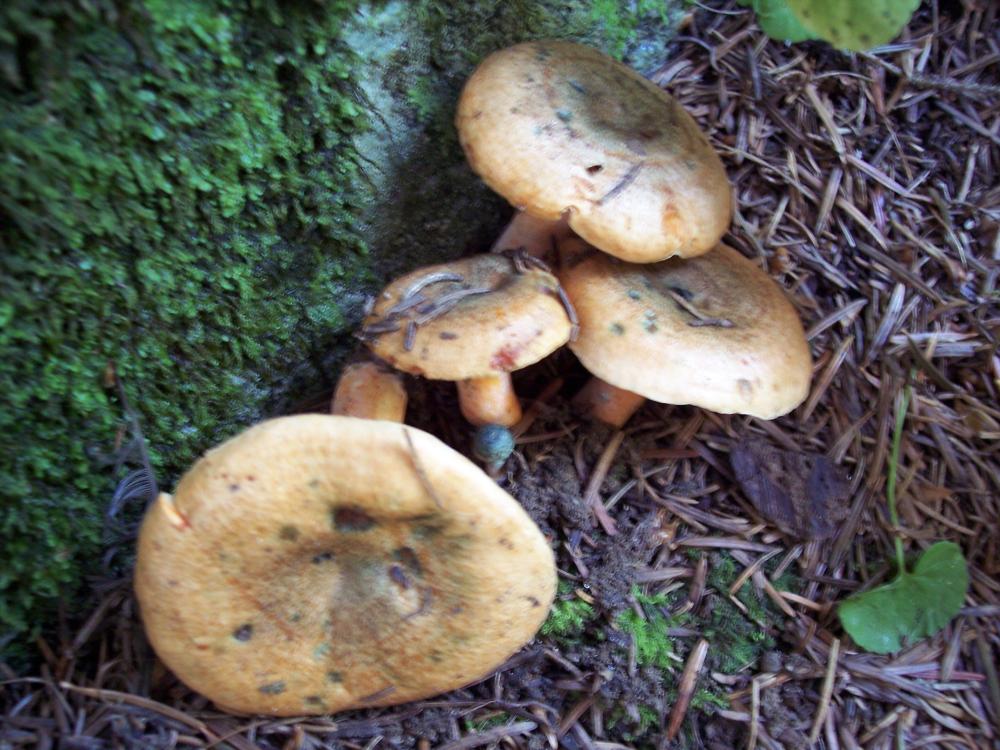 Ieri finalmente i primi porcini