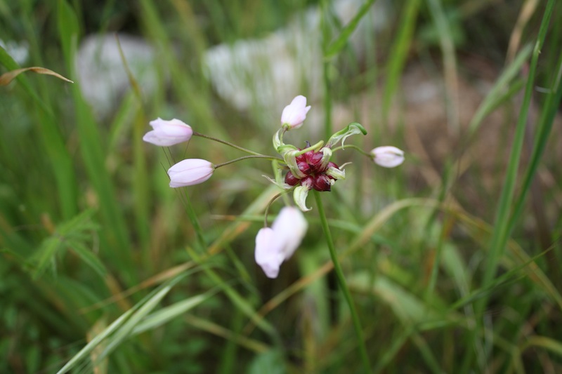 Allium roseum