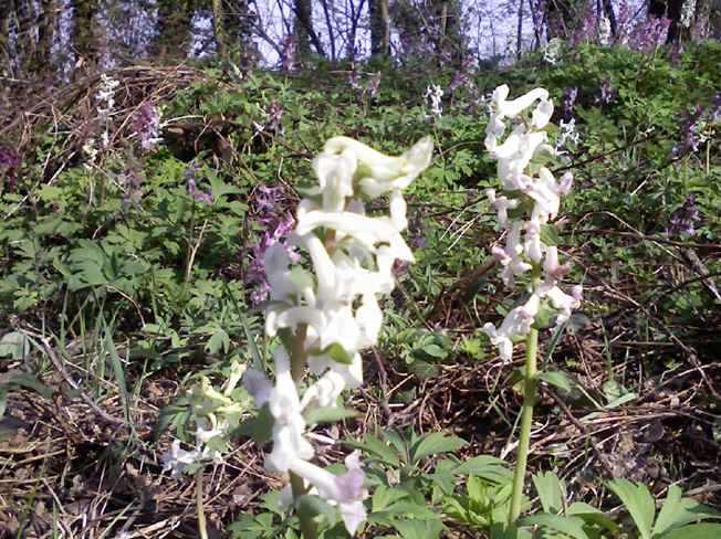 fiori di colori diversi ma identici - Corydalis cava