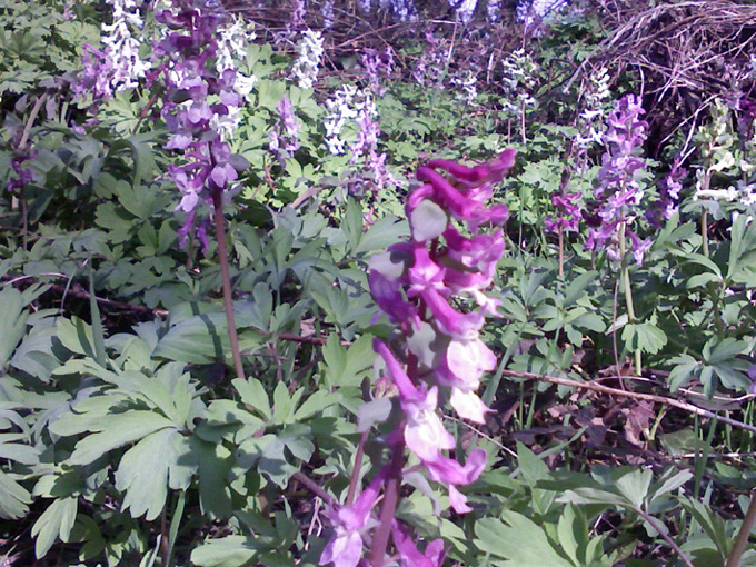 fiori di colori diversi ma identici - Corydalis cava