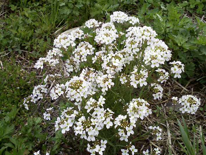 Cardamine pratensis