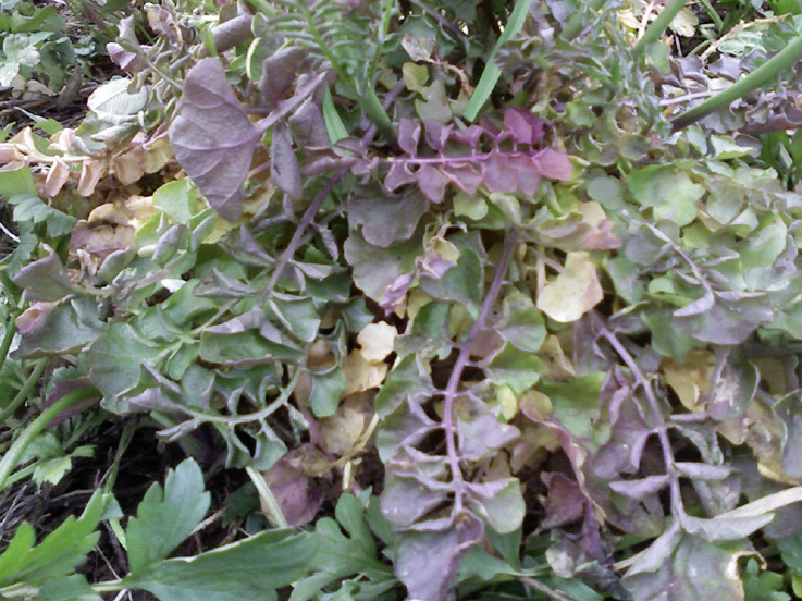 Cardamine pratensis