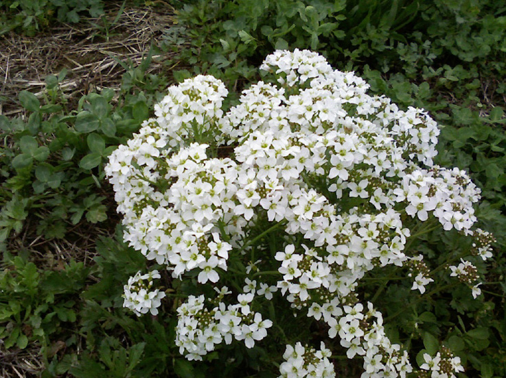 Cardamine pratensis