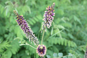 Fiori strani nel cuneense - Amorpha fruticosa