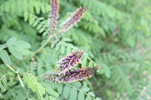 Fiori strani nel cuneense - Amorpha fruticosa