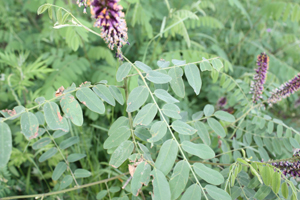 Fiori strani nel cuneense - Amorpha fruticosa