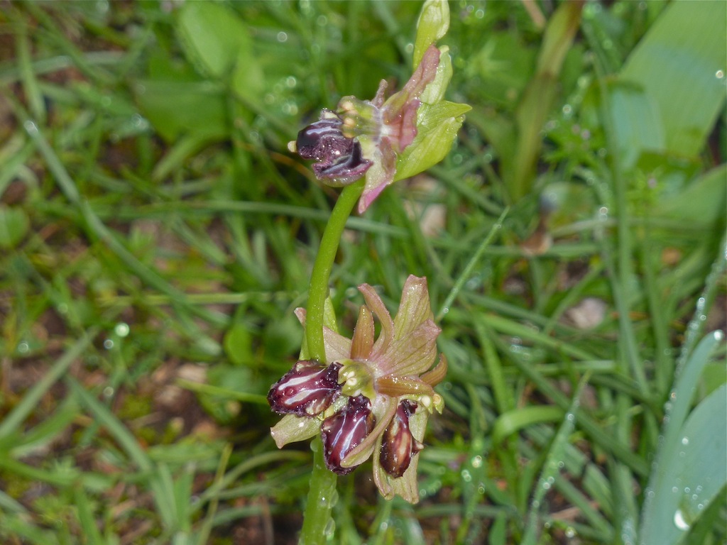 Luxus  Ophrys sphegodes ?