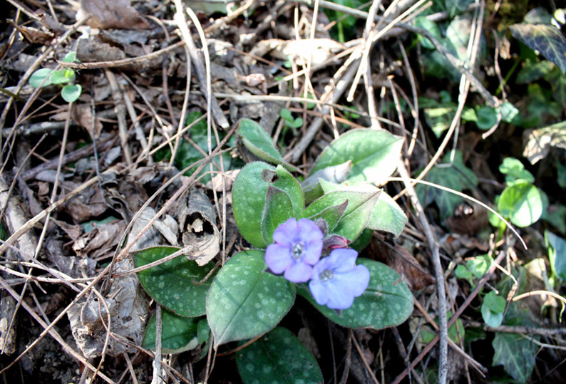 Le prime fioriture primaverili