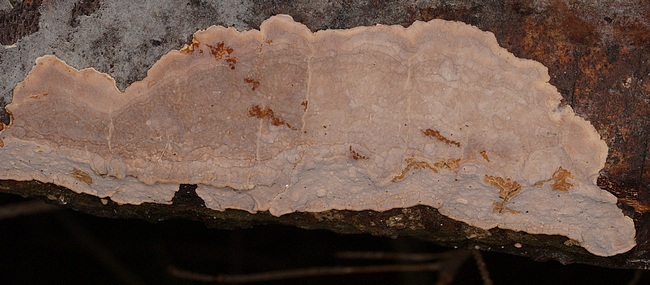 Hymenochaete (Amylostereum chailletii)