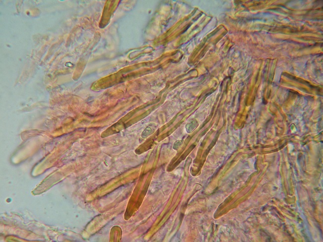 Hymenochaete (Amylostereum chailletii)