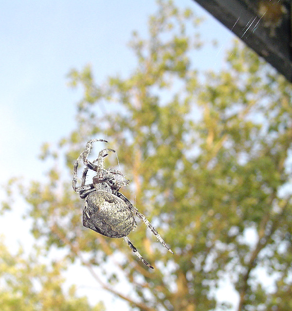 Araneus angulatus, foto e domande