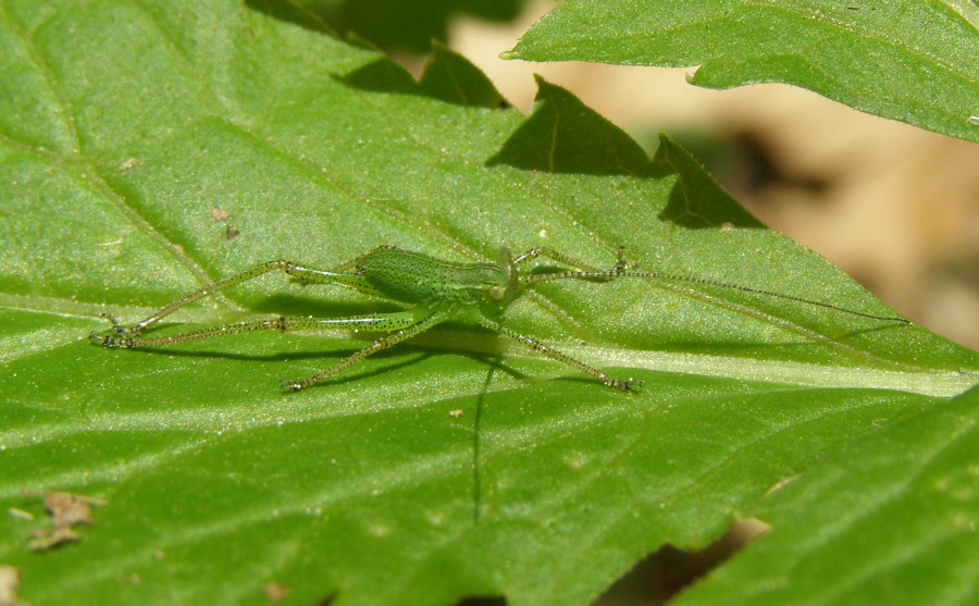 Neanide Ensifera dalla Foresta: Barbitistes sp.