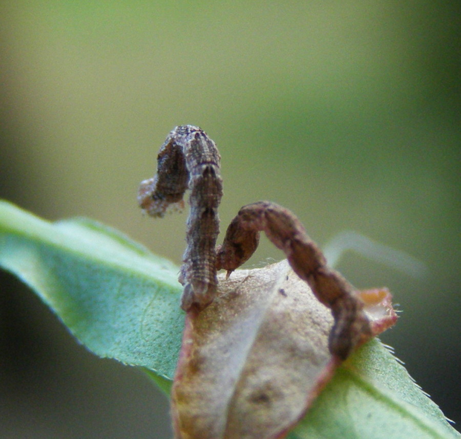 Geometride sulla Persicaria