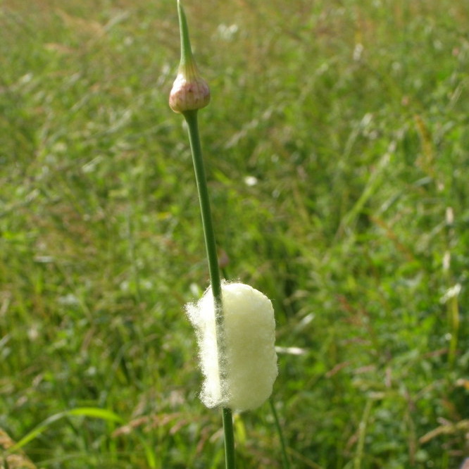 Bozzolo su Allium e ID bruco