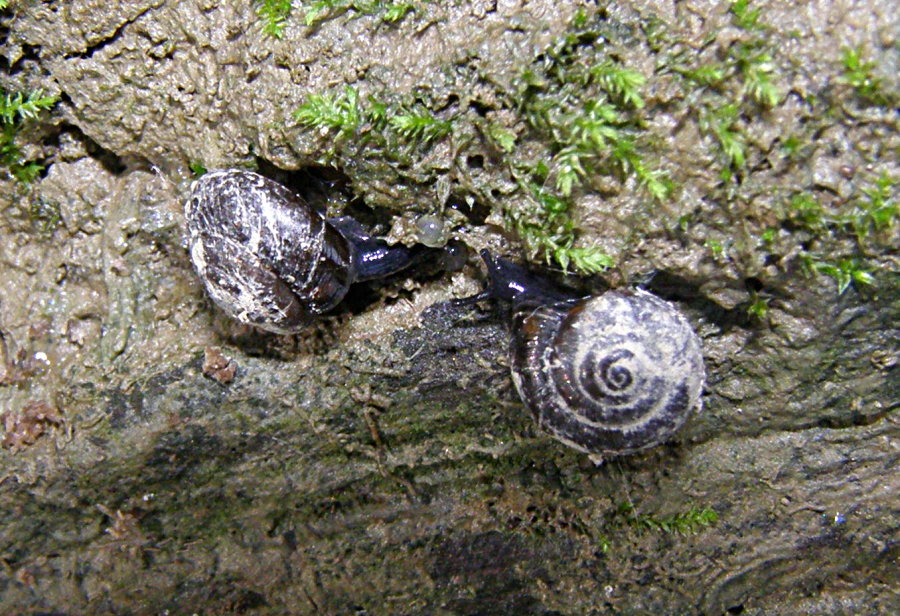 Zonitoides nitidus (Gastrodontidae)