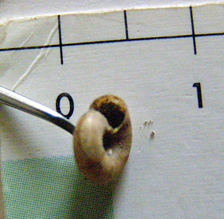Zonitoides nitidus (Gastrodontidae)