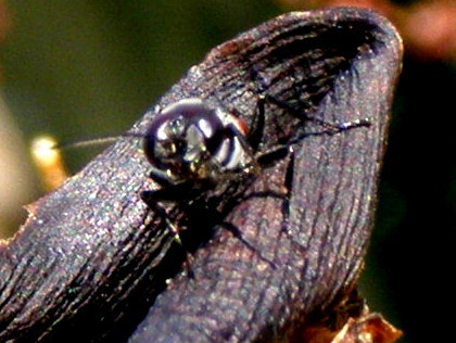 Astata sp. (Crabronidae)