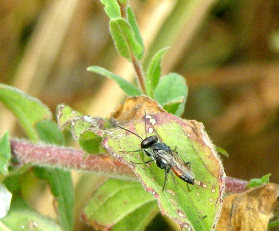 Astata sp. (Crabronidae)