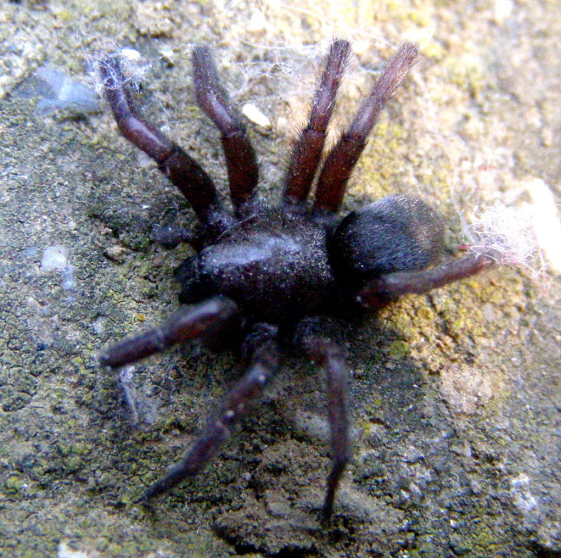 Scotophaeus sp.