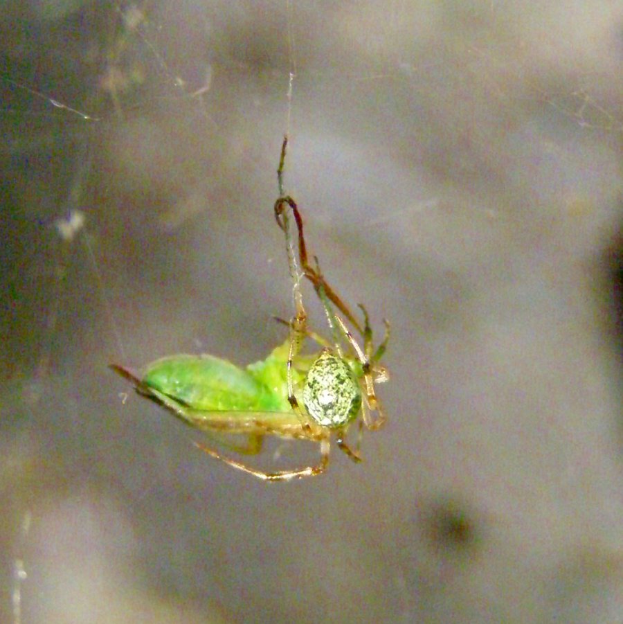 Mutante (Theridiidae succhia preda verde e diventa verde?)